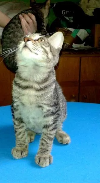 Gato ra a SRD idade Abaixo de 2 meses nome Lion