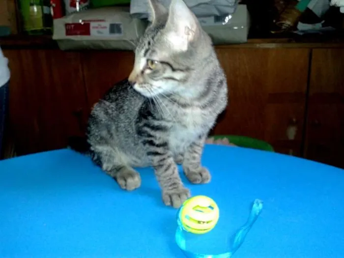 Gato ra a SRD idade Abaixo de 2 meses nome Lion