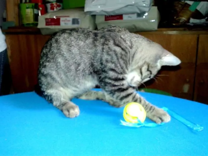 Gato ra a SRD idade Abaixo de 2 meses nome Lion