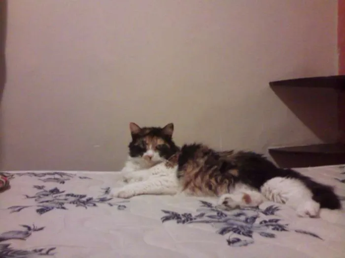 Gato raça SRD idade 6 ou mais anos nome Matilda