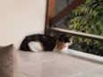 Matilda