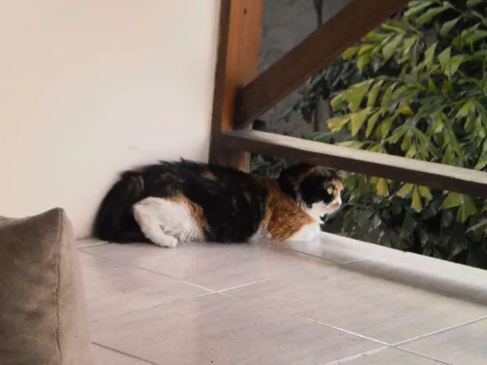Gato raça SRD idade 6 ou mais anos nome Matilda