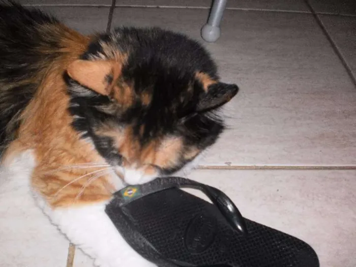 Gato raça SRD idade 6 ou mais anos nome Matilda