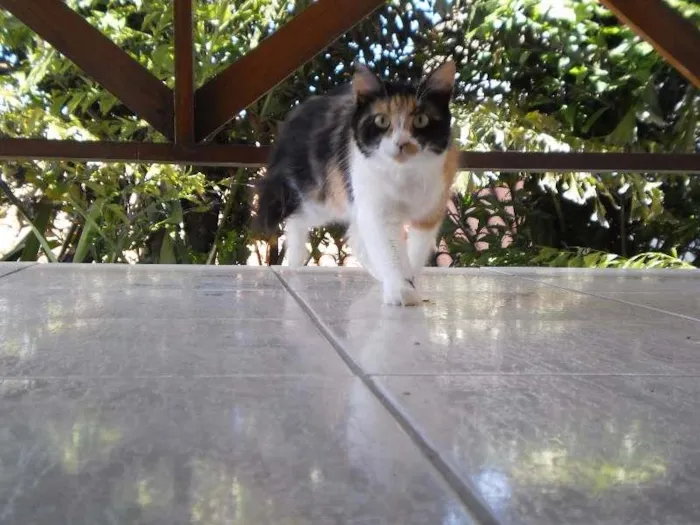 Gato raça SRD idade 6 ou mais anos nome Matilda