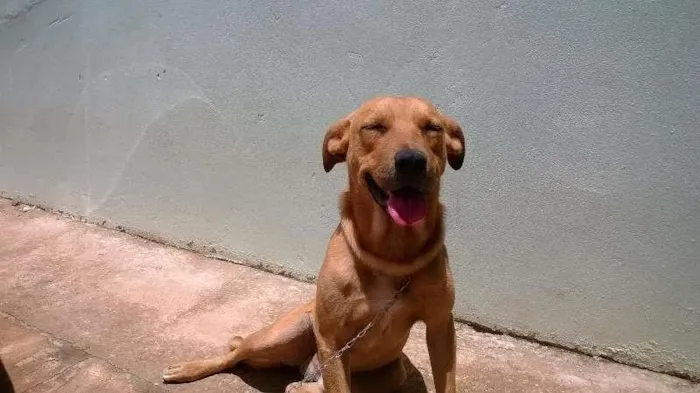 Cachorro raça indefinida idade 2 anos nome Paçoca