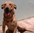 Paçoca