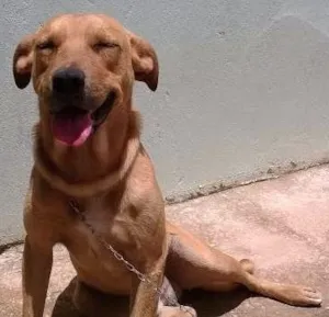 Cachorro raça indefinida idade 2 anos nome Paçoca