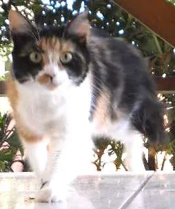Gato raça SRD idade 6 ou mais anos nome Matilda