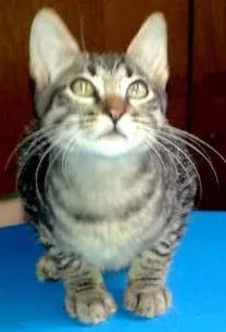 Gato raça SRD idade Abaixo de 2 meses nome Lion