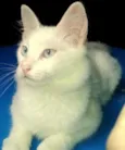 Mingau