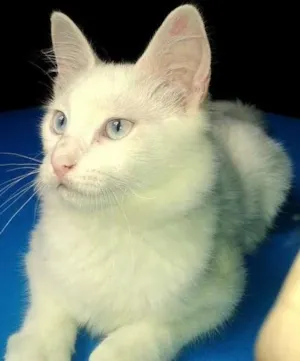 Gato raça SRD idade 2 a 6 meses nome Mingau