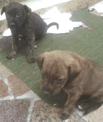 Cachorro ra a Vira lata idade Abaixo de 2 meses nome Nao tem