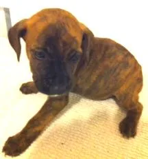 Cachorro raça pitbulcocker idade Abaixo de 2 meses nome pitbulcocker9