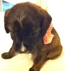 Cachorro raça pitbulcocker idade Abaixo de 2 meses nome pitbulcocker2