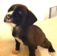 pitbulcocker5