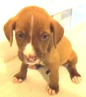 Cachorro raça pitbulcocker idade Abaixo de 2 meses nome pitbulcocker6
