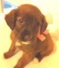 pitbulcocker1