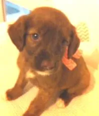 Cachorro raça pitbulcocke idade Abaixo de 2 meses nome pitbulcocker1