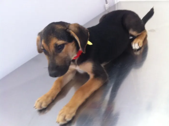 Cachorro raça Vira lata  idade 2 a 6 meses nome Mel