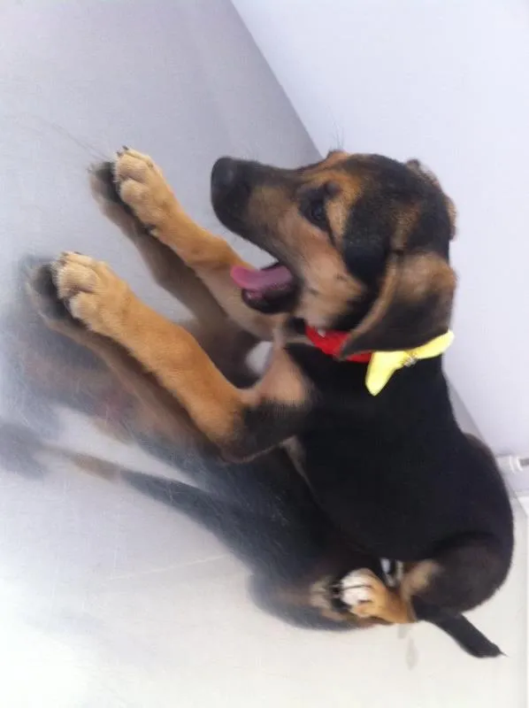Cachorro raça Vira lata  idade 2 a 6 meses nome Mel