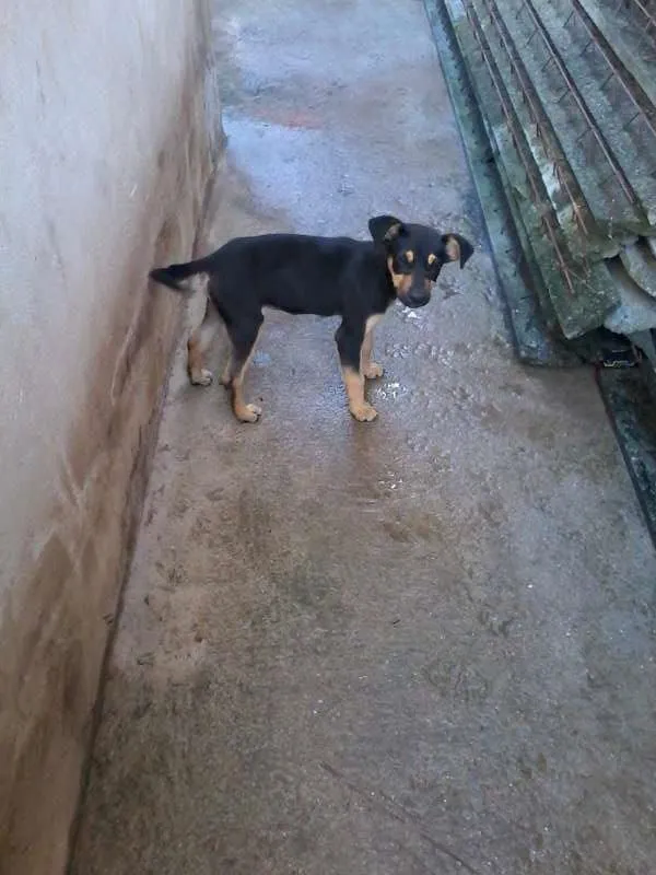 Cachorro ra a vira lata idade 2 a 6 meses nome sem nome