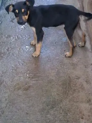 Cachorro ra a vira lata idade 2 a 6 meses nome sem nome