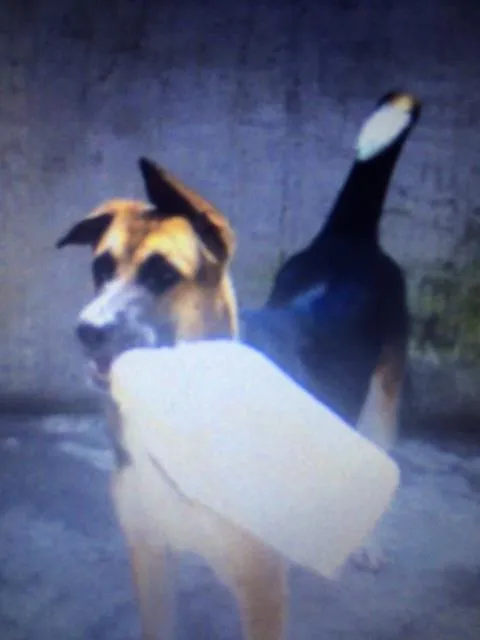 Cachorro raça SRD idade 7 a 11 meses nome Luna