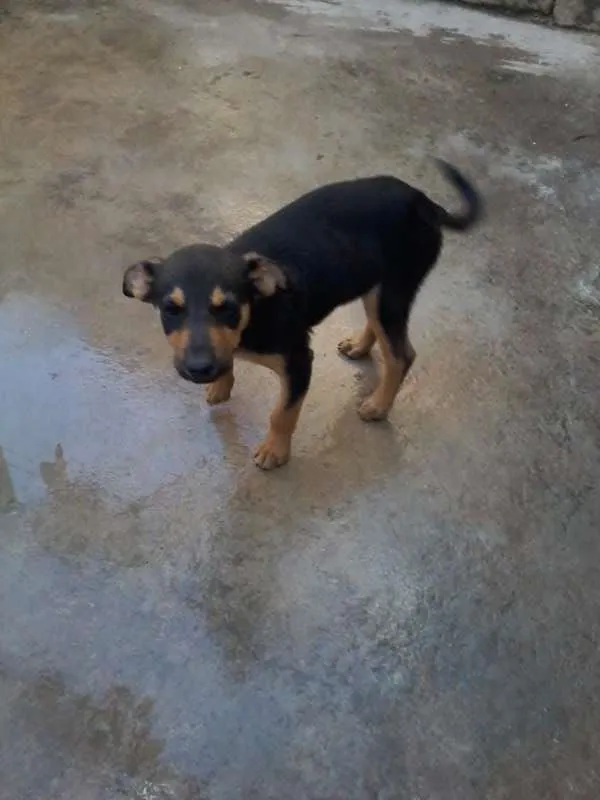 Cachorro ra a vira lata idade 2 a 6 meses nome sem nome