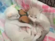 Dois gatinhos