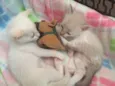 Dois gatinhos