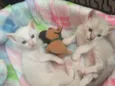 Dois gatinhos
