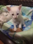 Dois gatinhos