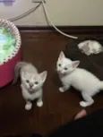 Dois gatinhos