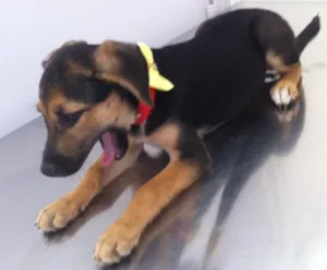 Cachorro raça Vira lata  idade 2 a 6 meses nome Mel