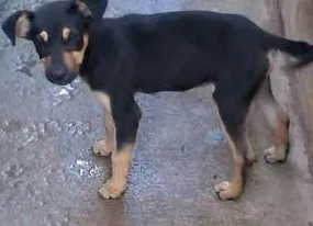 Cachorro ra a vira lata idade 2 a 6 meses nome sem nome