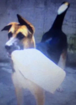 Cachorro raça SRD idade 7 a 11 meses nome Luna