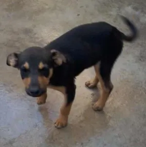 Cachorro raça vira lata idade 2 a 6 meses nome sem nome