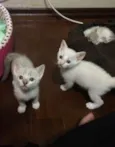 Dois gatinhos