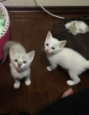 Gato raça SRD idade Abaixo de 2 meses nome Dois gatinhos