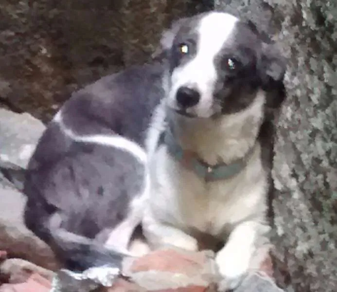 Cachorro ra a Vira-lata idade 5 anos nome Não sei