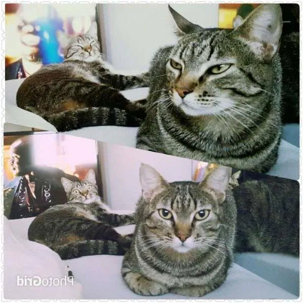 Gato ra a Vira Lata idade 2 anos nome Madalena/Felicia/Oz