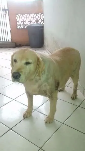 Cachorro ra a GOLDEN idade 6 ou mais anos nome MEG