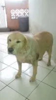 MEG