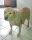 MEG