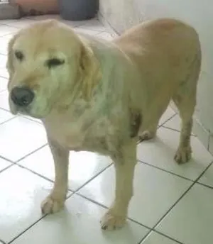 Cachorro raça GOLDEN idade 6 ou mais anos nome MEG