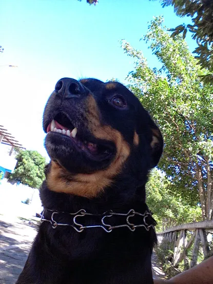 Cachorro raça Rottweiler idade 2 anos nome Rathi