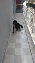 Cachorro raça SRD idade 2 anos nome Sofia e Maicon