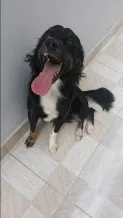 Cachorro raça SRD idade 2 anos nome Sofia e Maicon