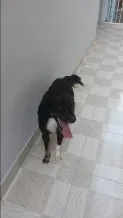 Cachorro raça SRD idade 2 anos nome Sofia e Maicon