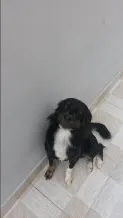 Cachorro raça SRD idade 2 anos nome Sofia e Maicon